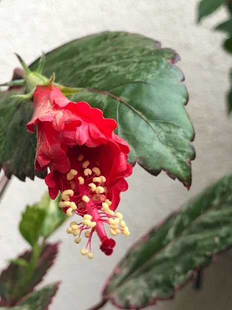 21AD0A8F-87A8-48BA-BB6B-16A8FDD98A23 - Surinam