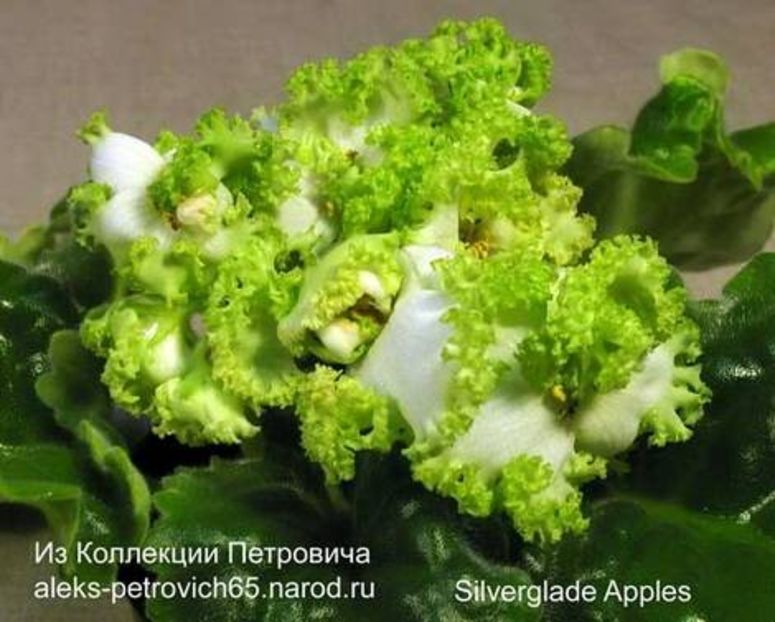 poza net - Silverglade apples