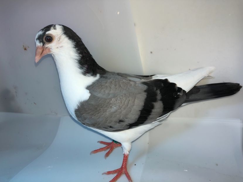 7023  mascul  2019_1 - tineret 2019