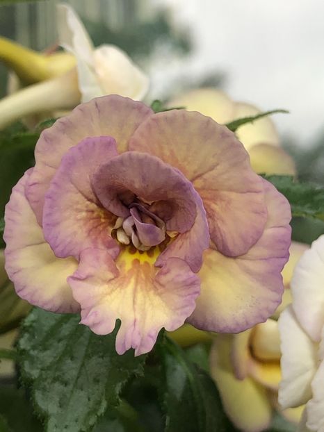 A8465D85-2D22-4DFB-9F86-4F7DEA81FEB2 - Lena Vera - S Saliba