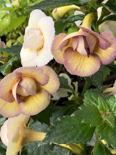 BDBECB3D-3309-44C4-B1D9-C3358E7667E2 - Lena Vera - S Saliba