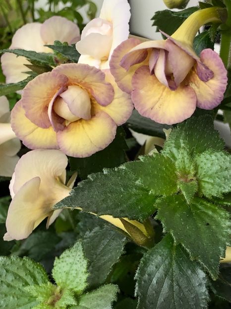 3ED1B5DA-0CEC-42B9-9FCC-8E4AF2670E57 - Lena Vera - S Saliba