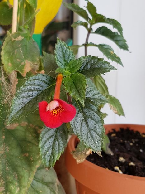 Nero-foarte slab anul asta, deocamdata... - Achimenes 2019