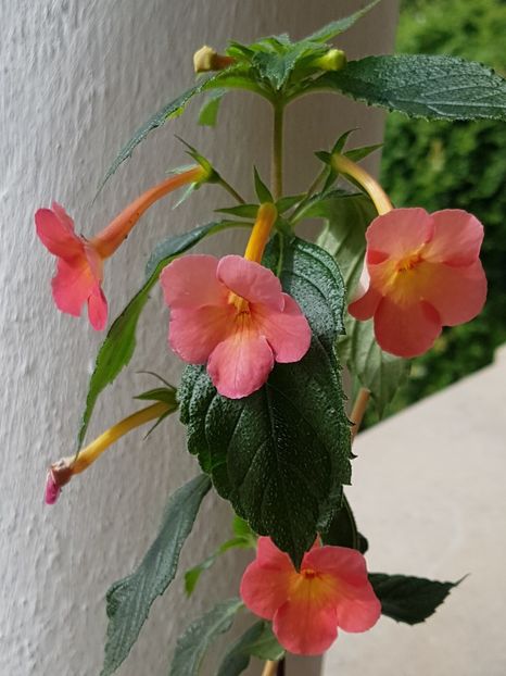 Sweet and sour - Achimenes 2019
