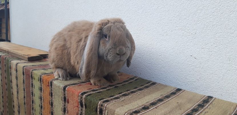 La 9 luni - Mascul izabel