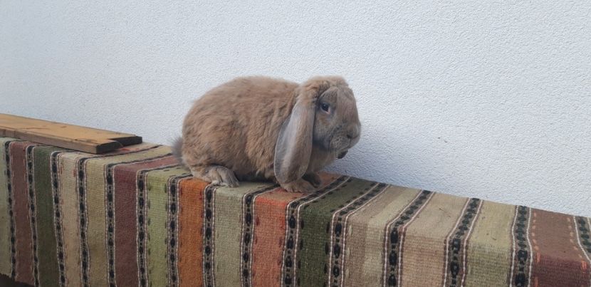 6 kg - Mascul izabel