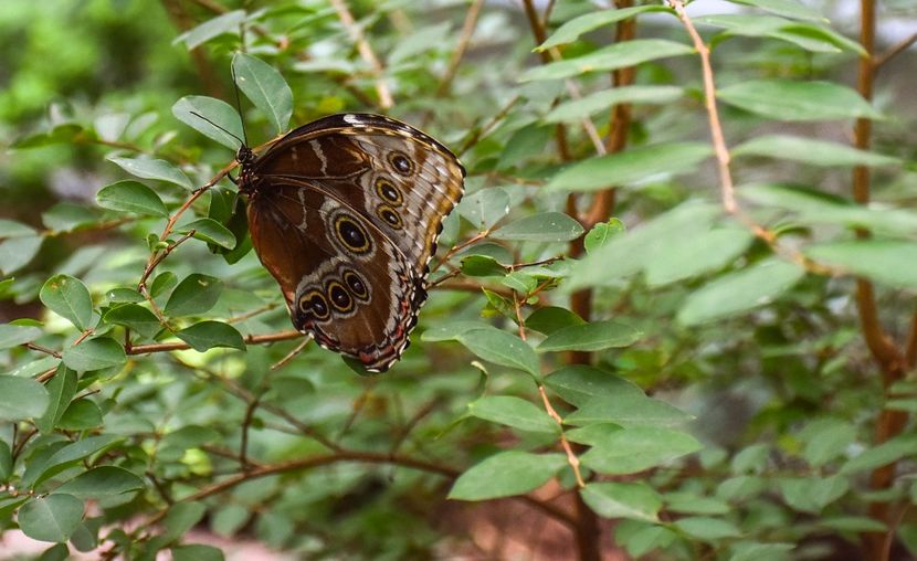 Împăratul (morpho peleides) - E - Fluturi