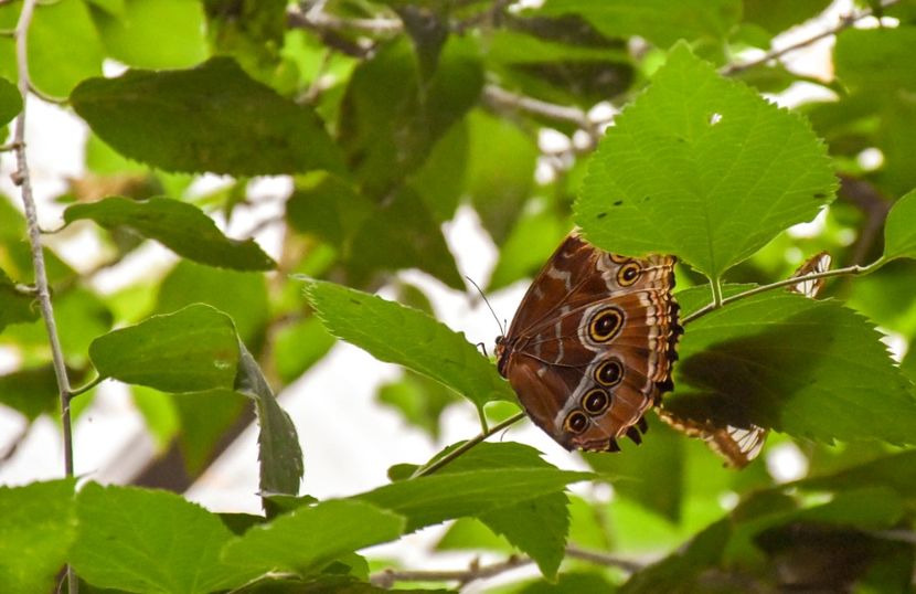 Împăratul (morpho peleides) - E - Fluturi