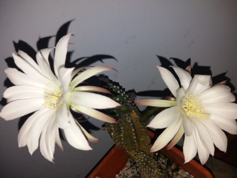  - Florile mele august 2019