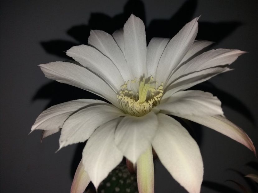  - Florile mele august 2019