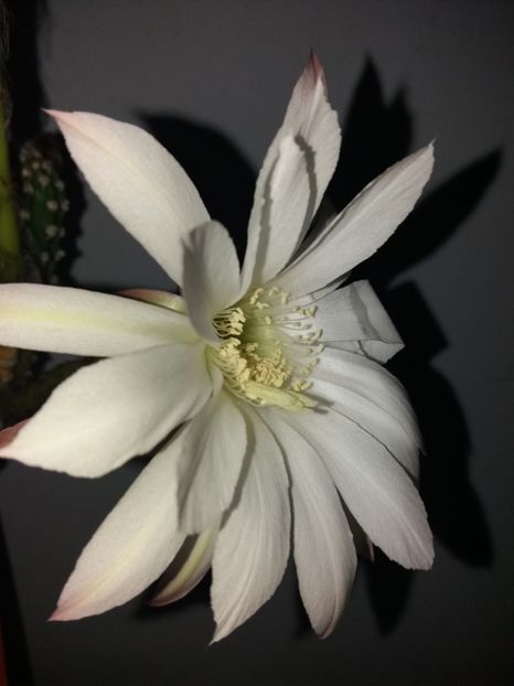  - Florile mele august 2019