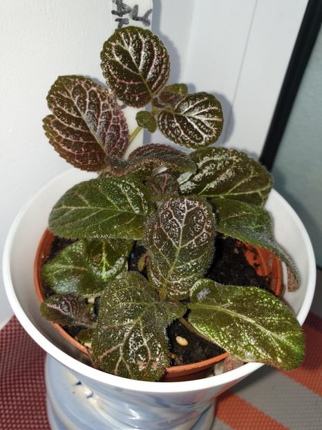  - Episcia 2019