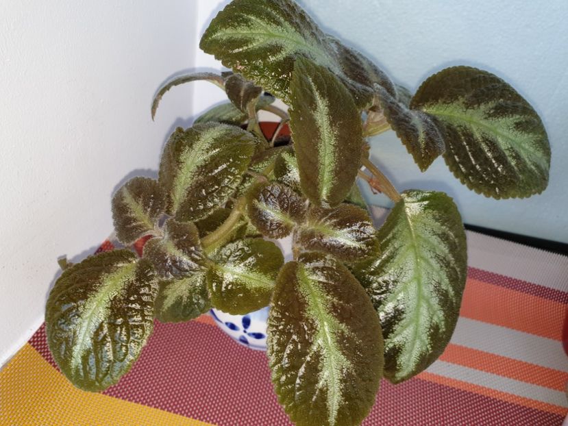  - Episcia 2019