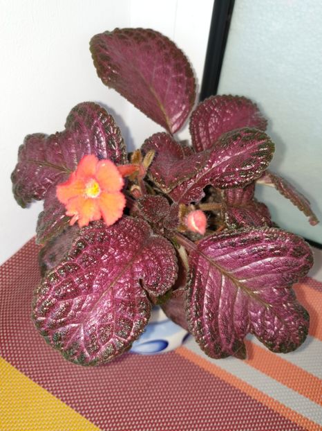  - Episcia 2019
