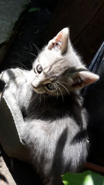  - Luna August !