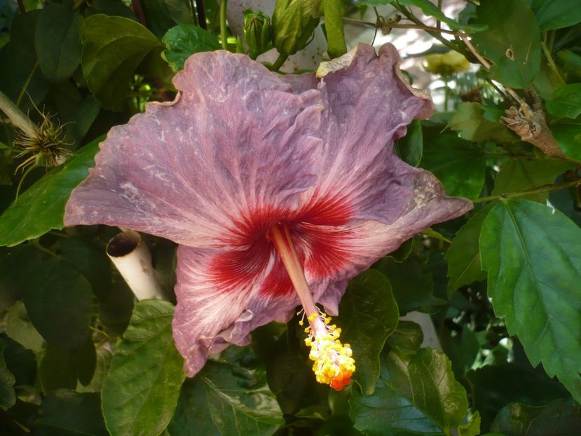 05.08.2019 - HIBISCUSI 2019-2
