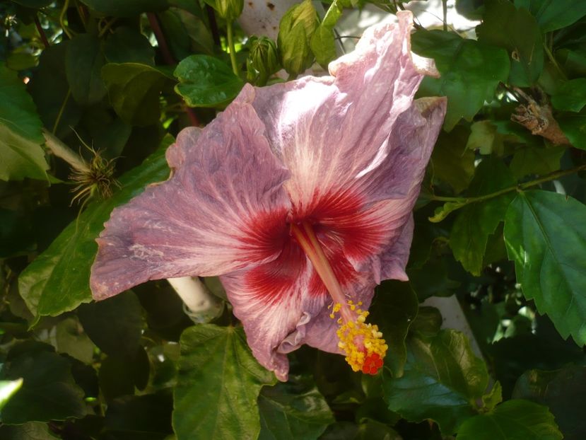 P1420442 - HIBISCUSI 2019-2