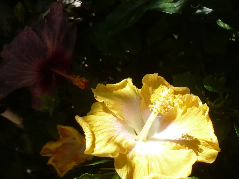 P1420443 - HIBISCUSI 2019-2