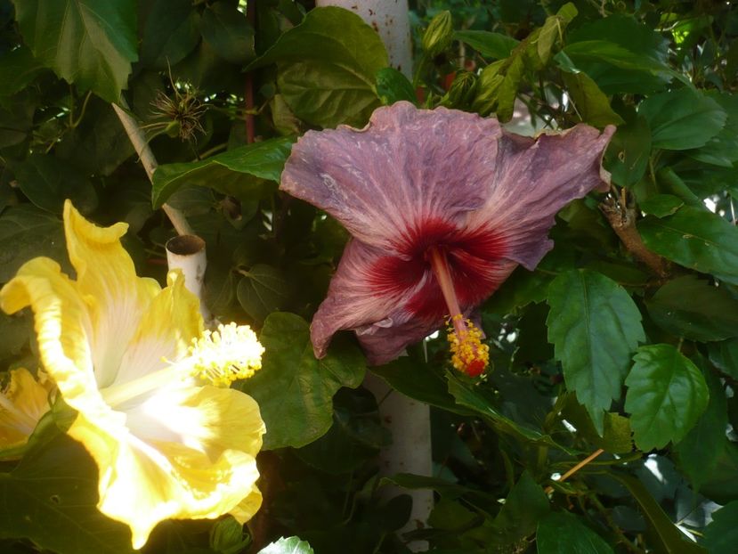 P1420445 - HIBISCUSI 2019-2