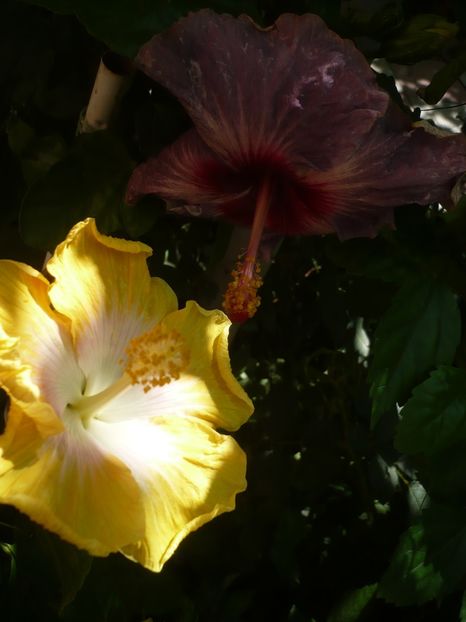 P1420446 - HIBISCUSI 2019-2