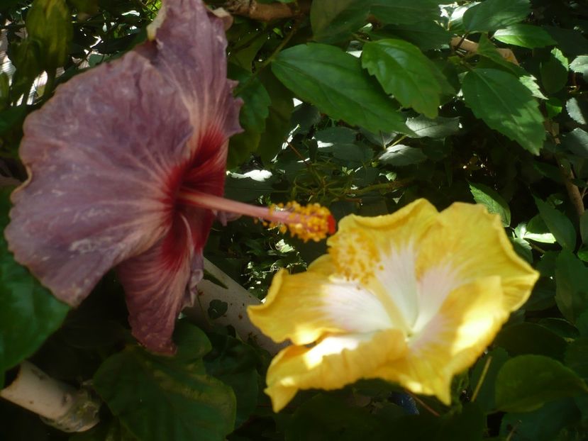 P1420447 - HIBISCUSI 2019-2