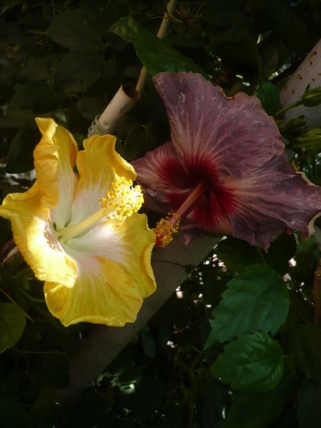 P1420448 - HIBISCUSI 2019-2