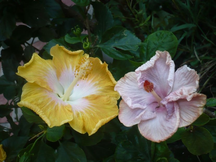 P1420449 - HIBISCUSI 2019-2