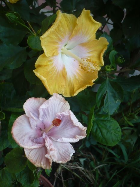 P1420450 - HIBISCUSI 2019-2