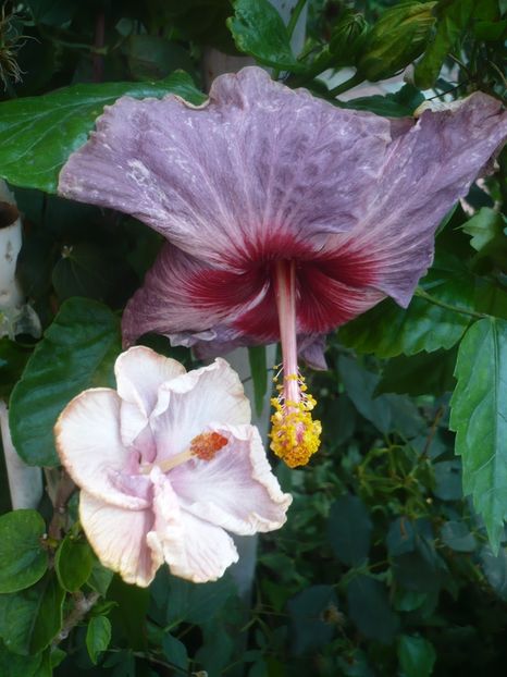 P1420451 - HIBISCUSI 2019-2