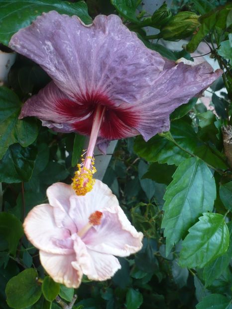 P1420452 - HIBISCUSI 2019-2