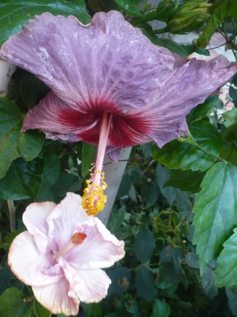 P1420453 - HIBISCUSI 2019-2