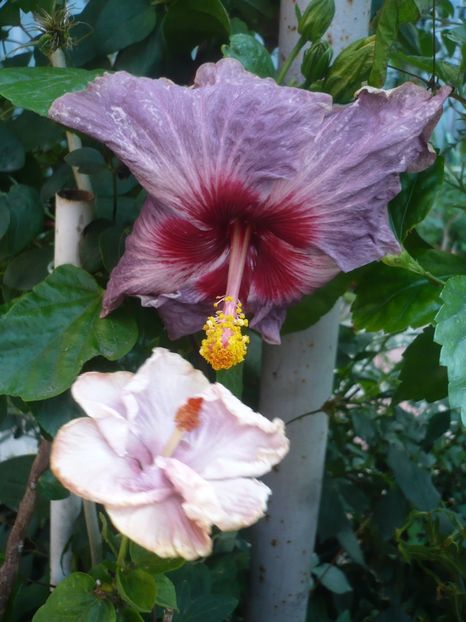 P1420454 - HIBISCUSI 2019-2