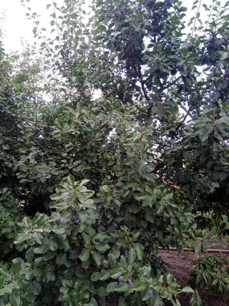  - Flori de Gradina Primavara -Vara 2019