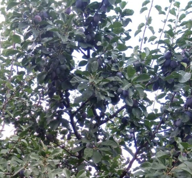  - Flori de Gradina Primavara -Vara 2019