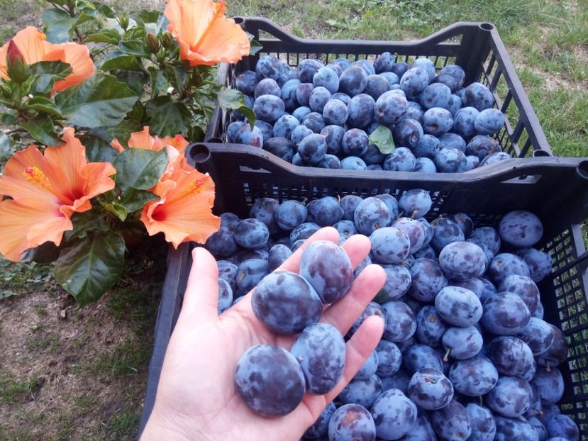  - Flori de Gradina Primavara -Vara 2019