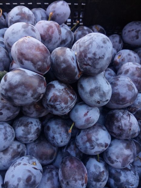  - Flori de Gradina Primavara -Vara 2019