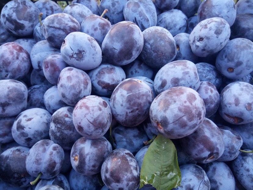  - Flori de Gradina Primavara -Vara 2019