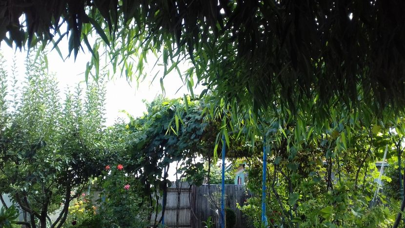  - 7-Vara și alaiul ei de bucurii în trenul vieții!