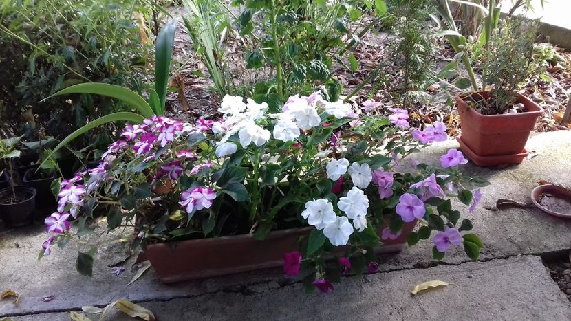  - 7-Vara și alaiul ei de bucurii în trenul vieții!