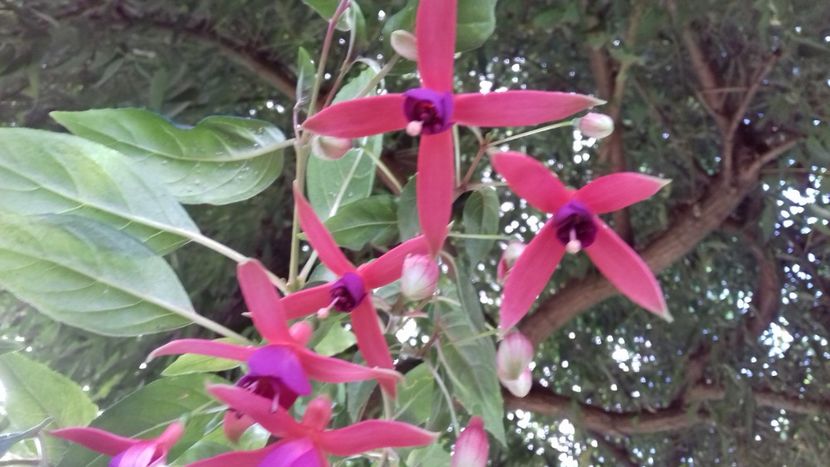  - 7-Vara și alaiul ei de bucurii în trenul vieții!