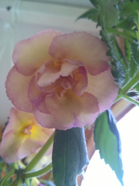  - Yellow English Rose