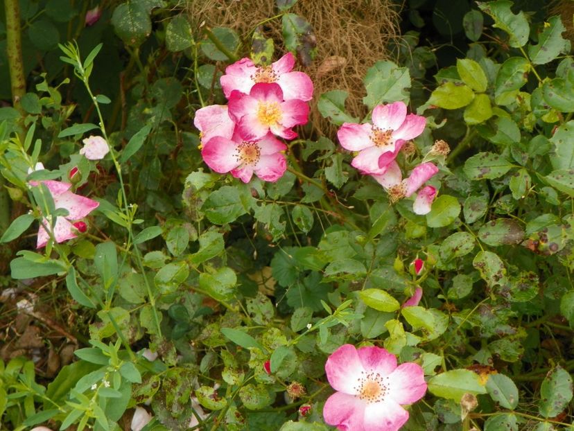Fleurette - Trandafiri 2019 4