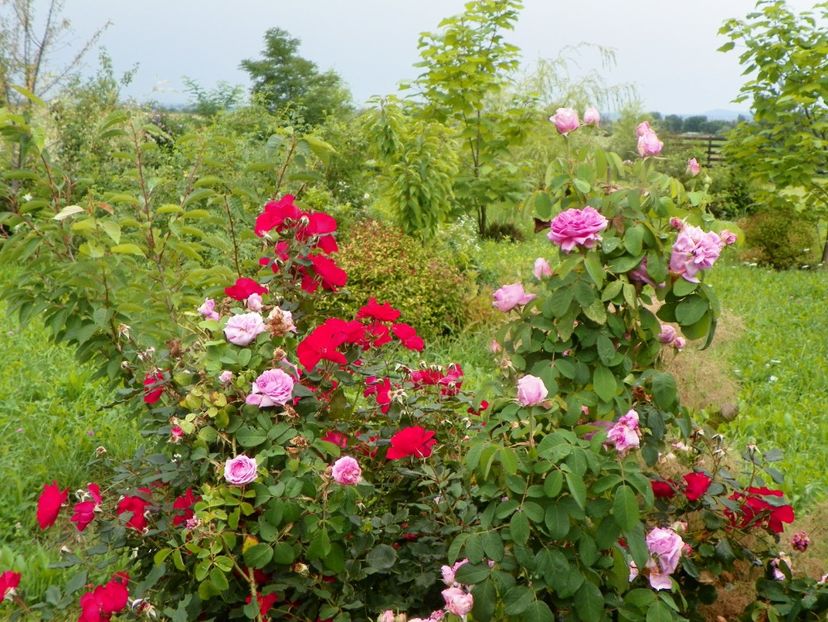 Zeelandia si Compte de Chambord - Trandafiri 2019 4