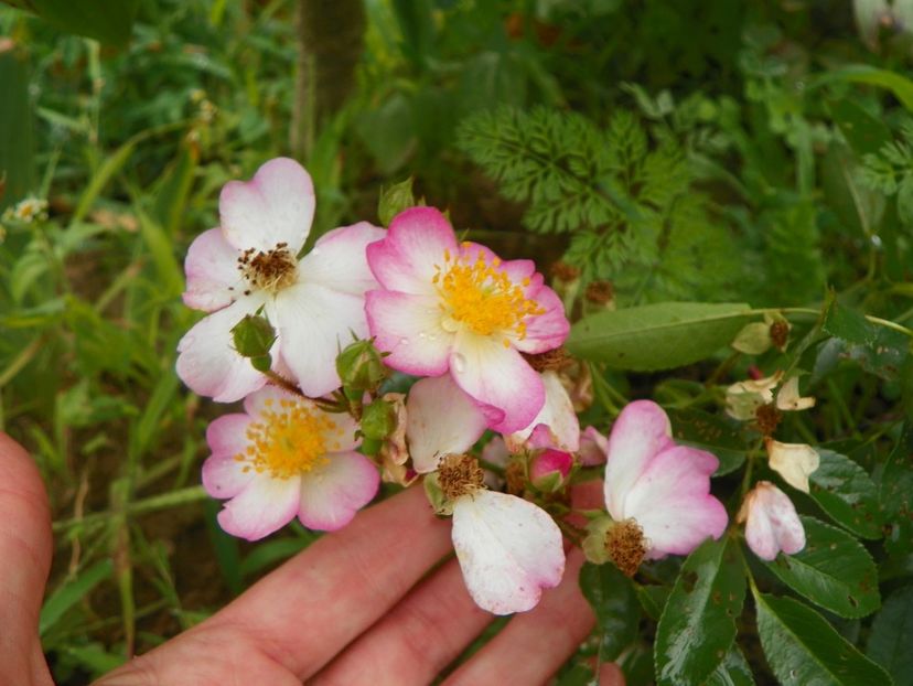 Robe Fleurie - Trandafiri 2019 4