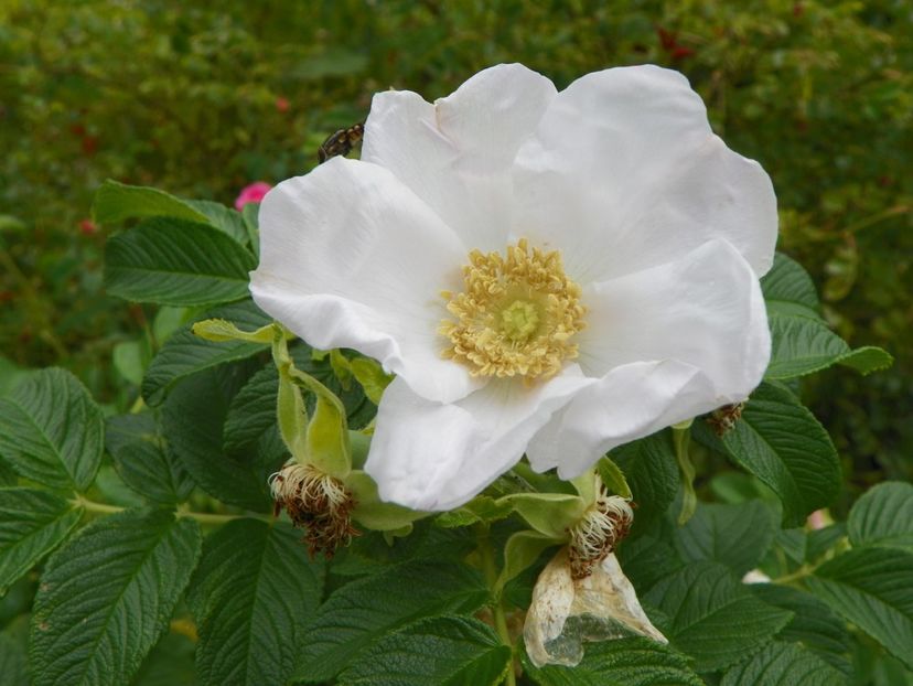 rosa rugosa Alba - Trandafiri 2019 4