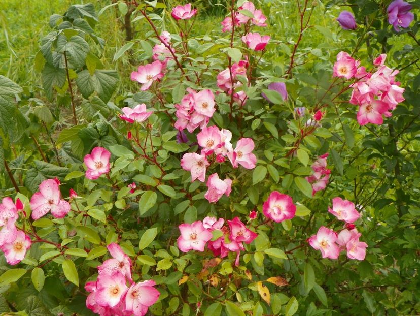 Rush - Trandafiri 2019 4