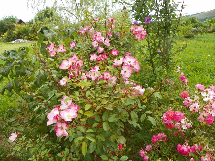 Rush - Trandafiri 2019 4