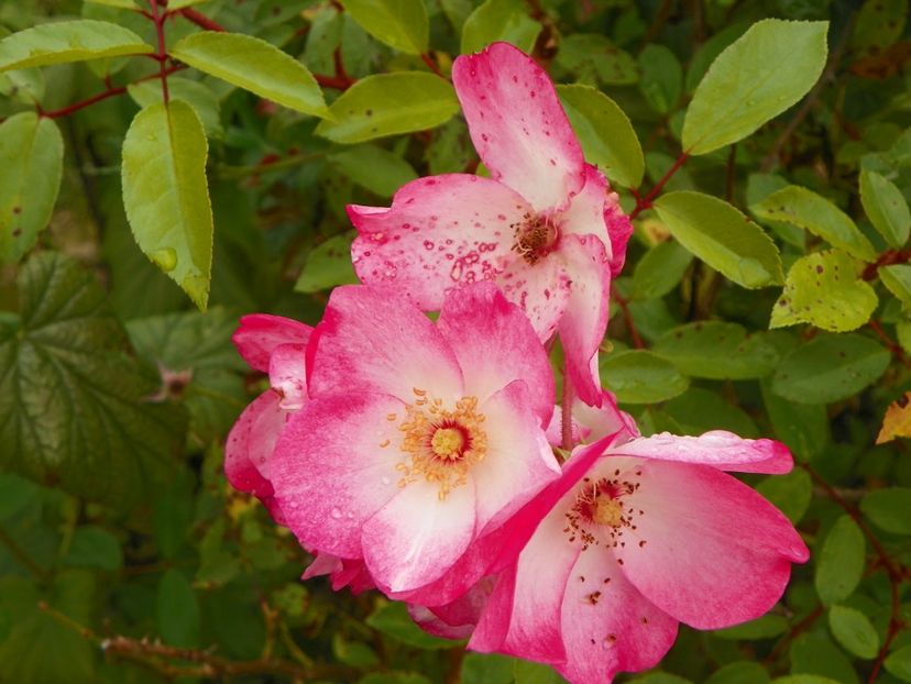 Rush - Trandafiri 2019 4