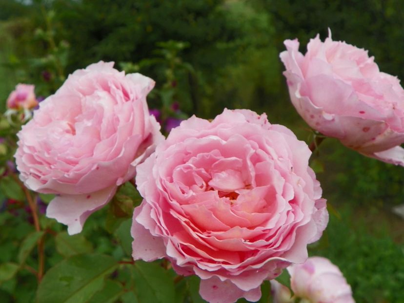 James Galway - Trandafiri 2019 4