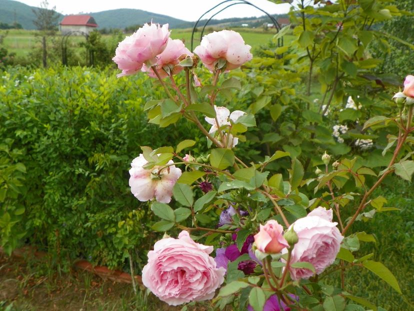 James Galway - Trandafiri 2019 4